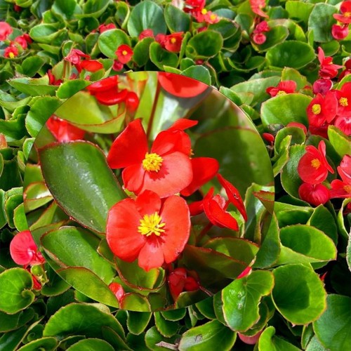Begonia semperflorens 'Super Olympia® Red' - Alatiõitsev begoonia 'Super Olympia® Red' P9/0,55L